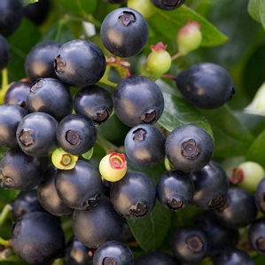 Bushel and Berrel Blueberry BerryBux Hedge Collection